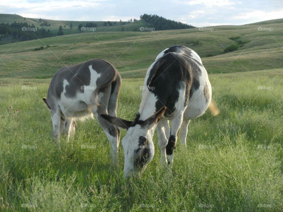 Open range . Up in the hills