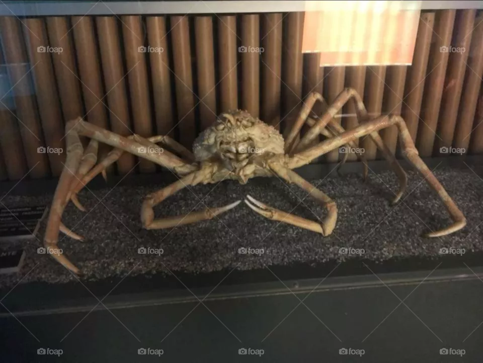 oceanografic