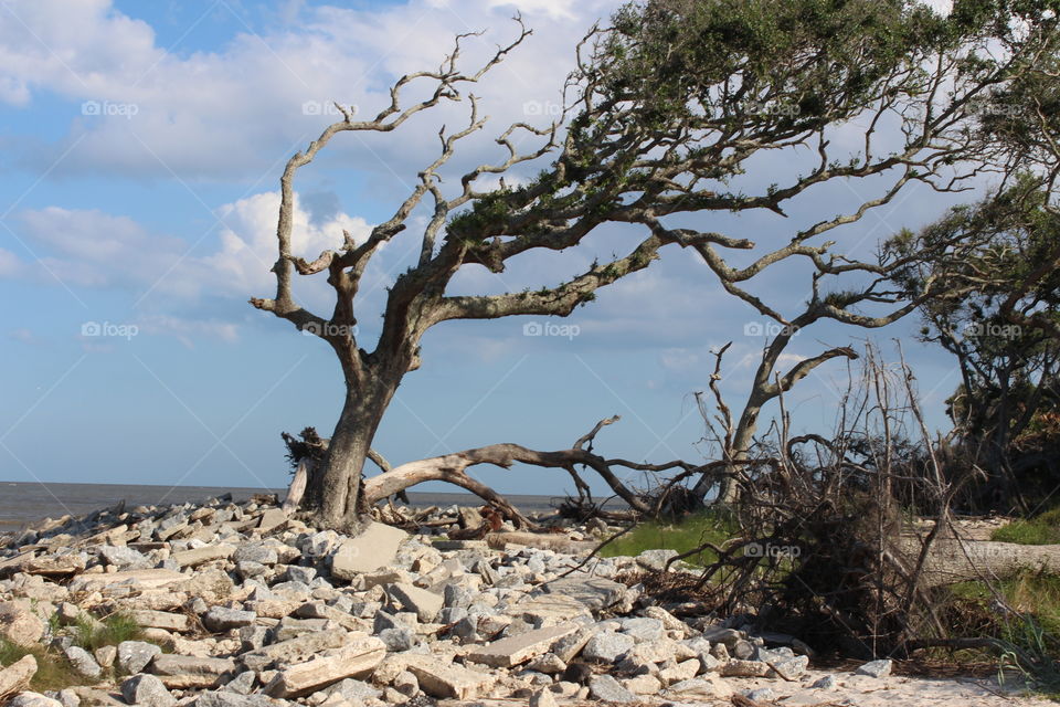 driftwood beach solo tree