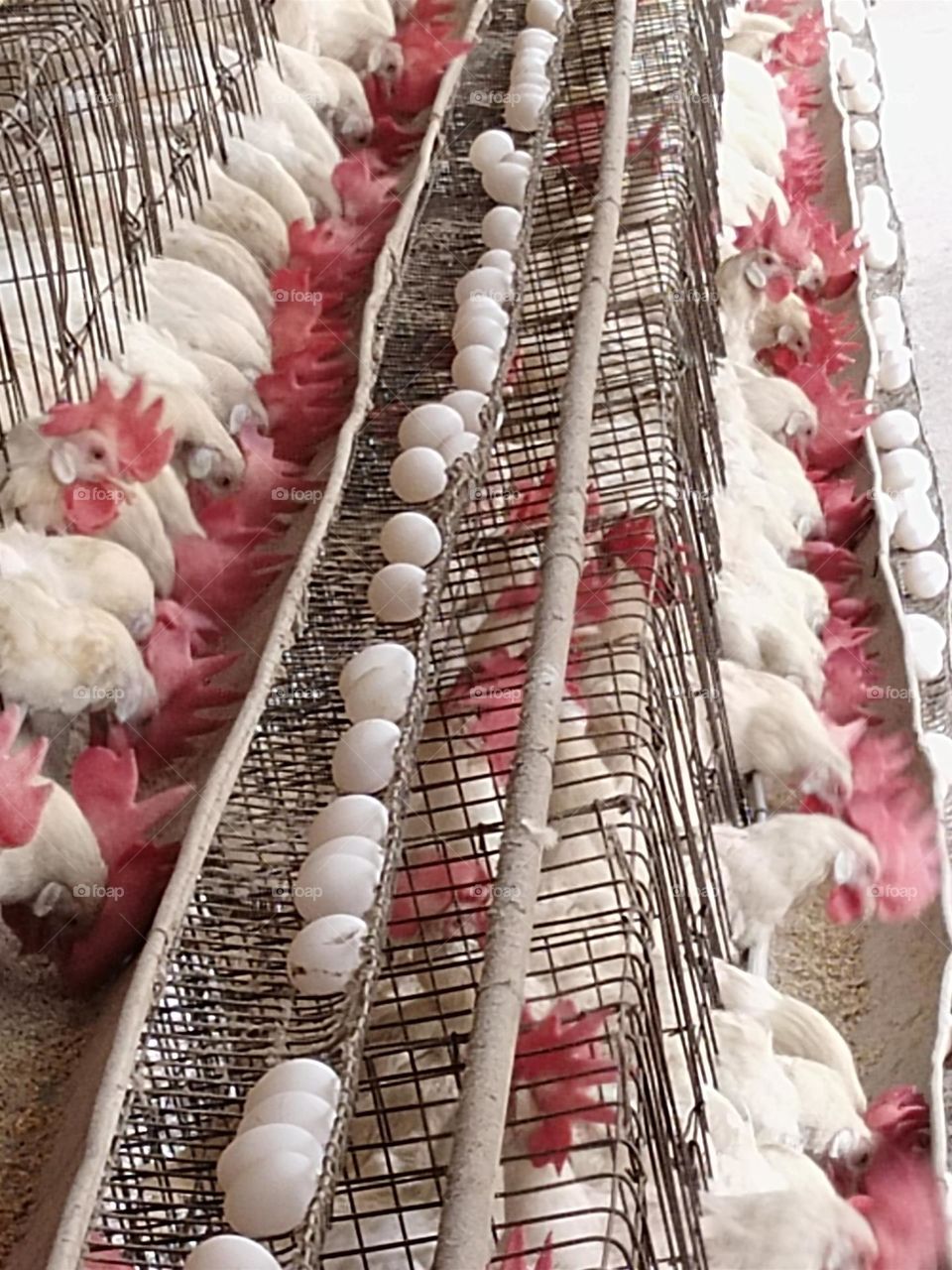 poultry layer farm birds