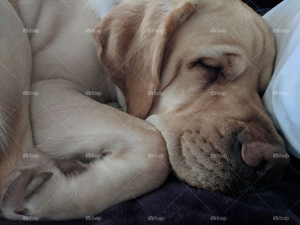 Sleeping Yellow Lab