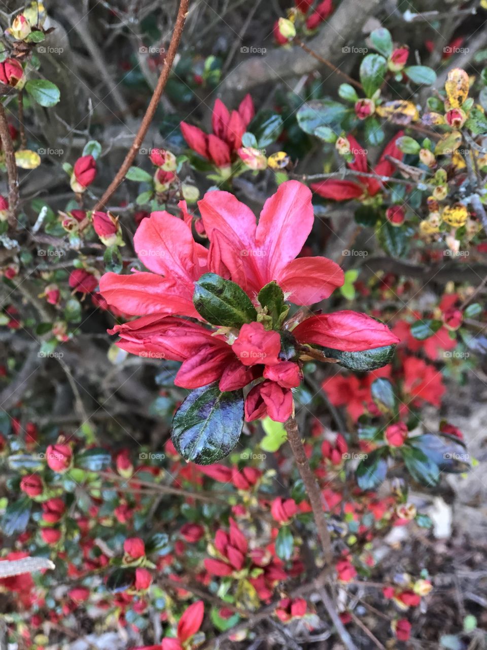 Azalea 