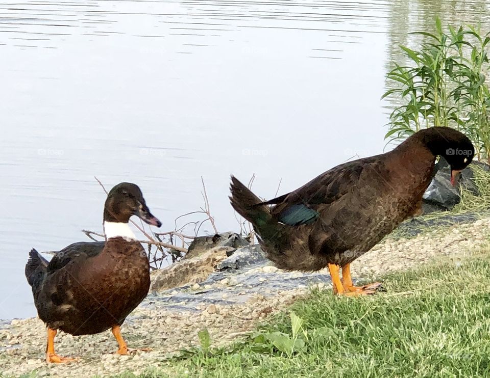 Ducks, duck, bird, fowl, water, waterfowl, feathers, beaks, feet, bill, lake, grass 