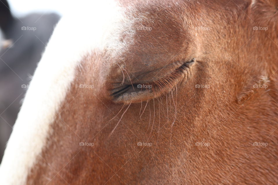 Wild Horse eye and eyelashes 