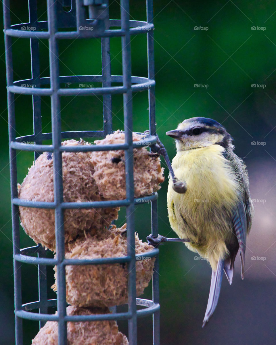 Baby blue tit