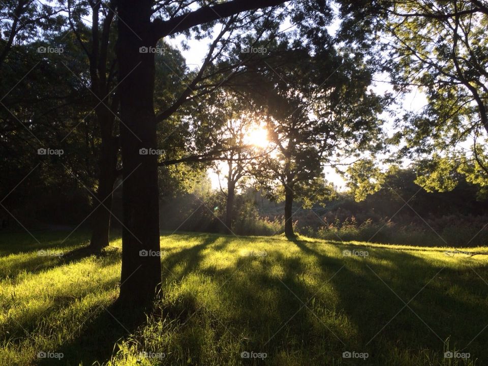 Beautiful light trees