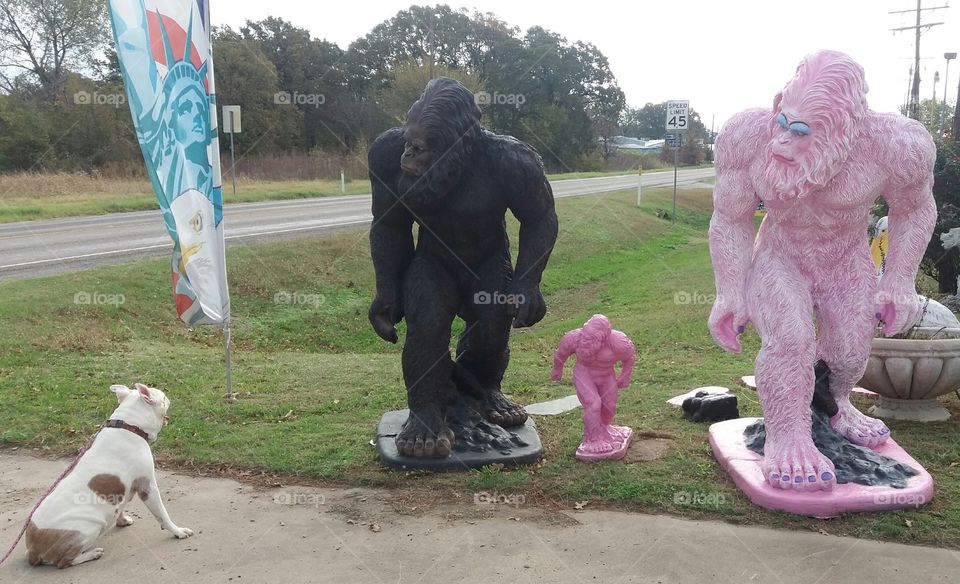 American BullWhat? 💩