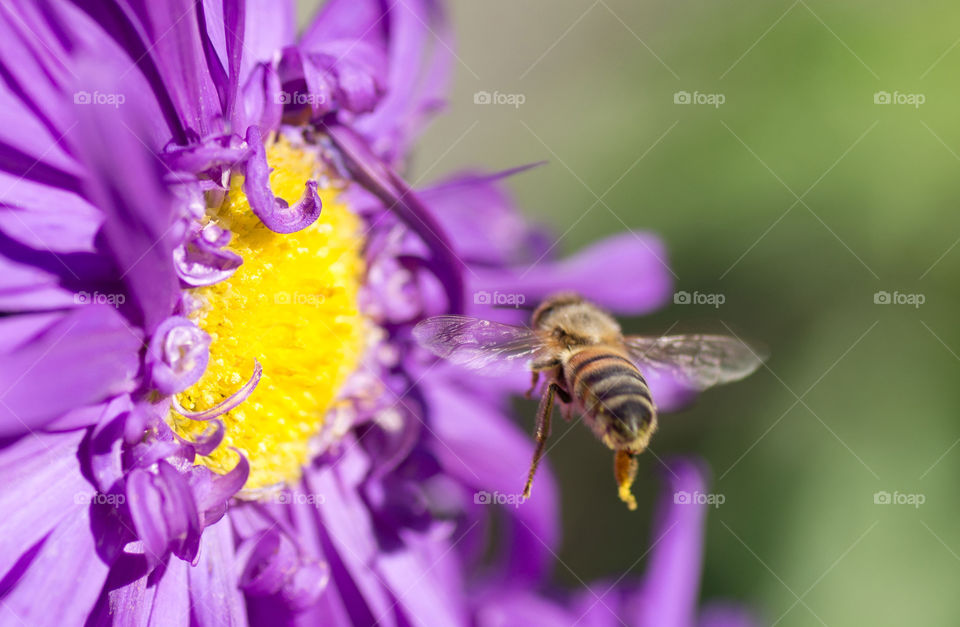 Honey bee near flying flower