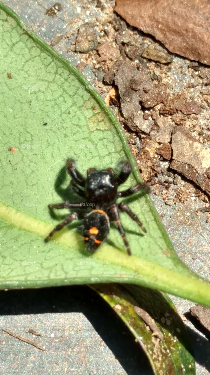 phidippus Audax "Daring Jumping Spider"