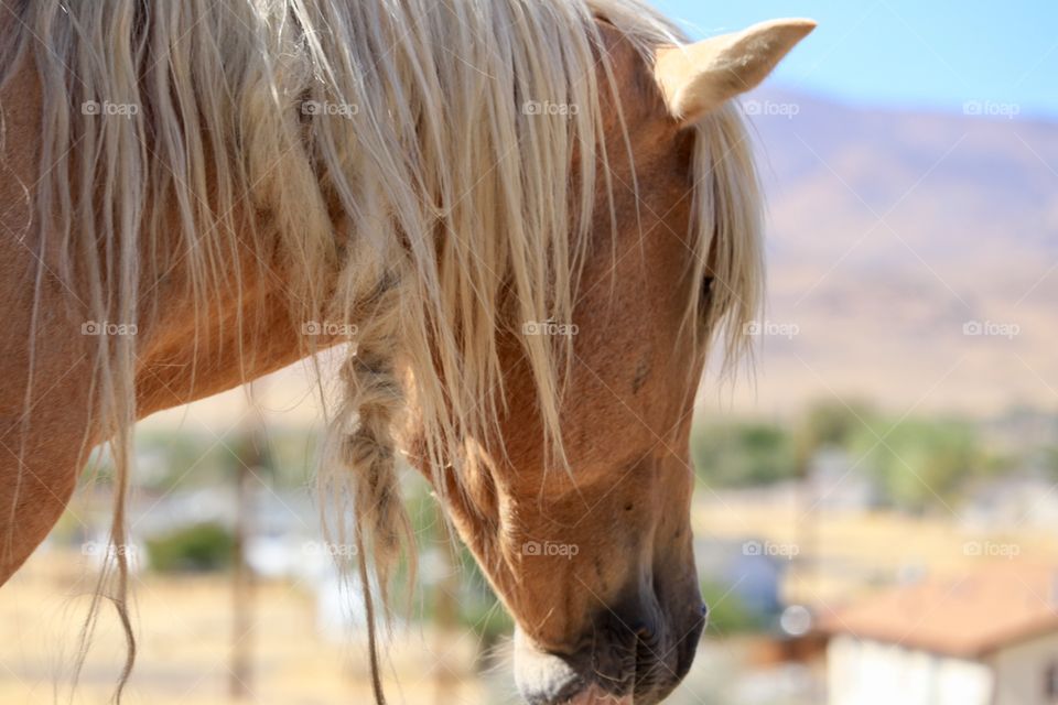 Side profile head and neck/mane if wild American mustang horse Palomino staring off toward the high Sierra mountains of Nevada USA 