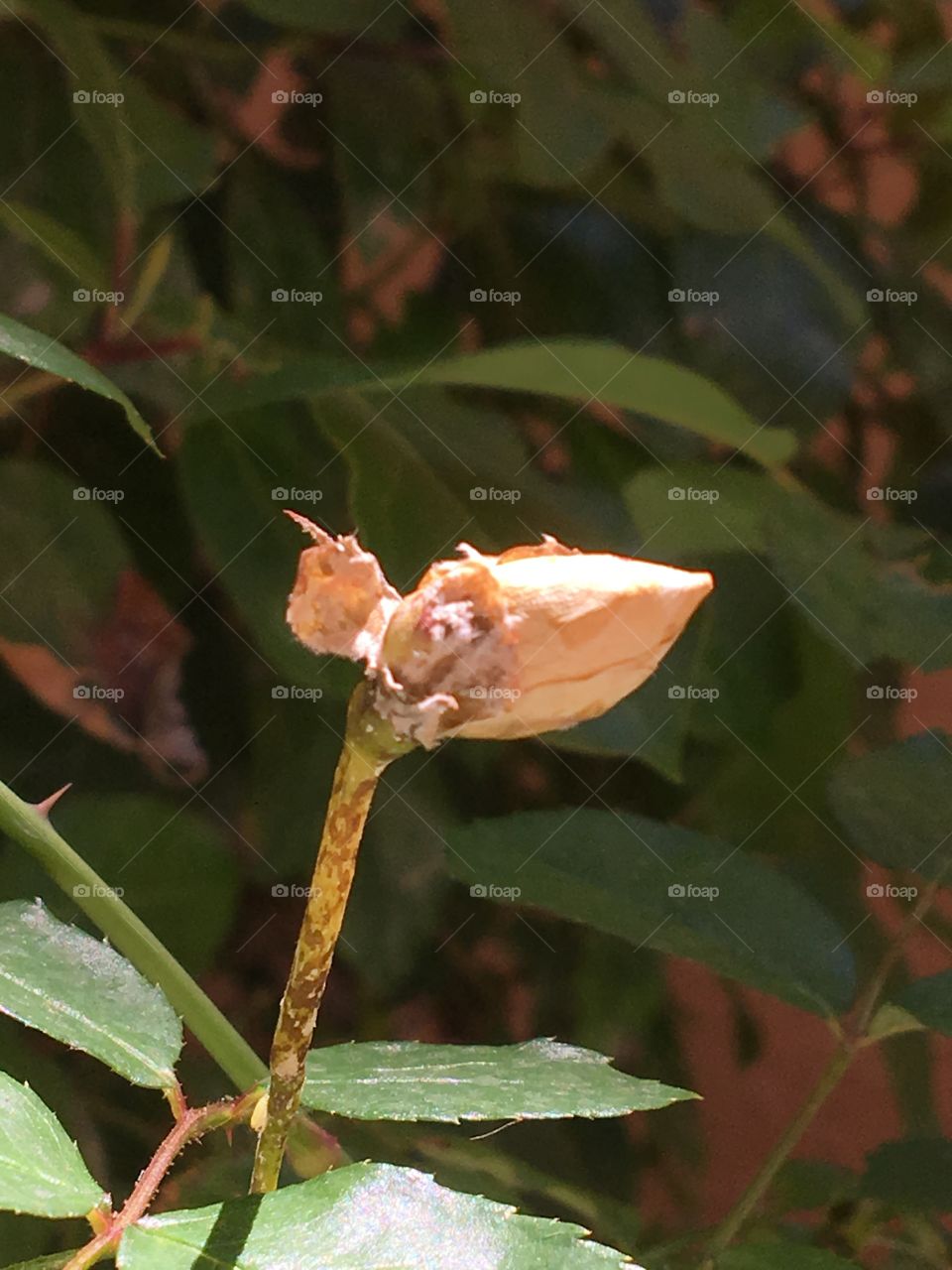 Flower, Leaf, Nature, No Person, Flora