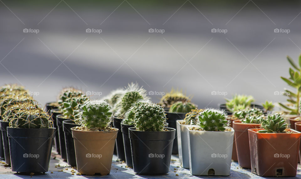 Many Small Cactus For decorative plant on table.