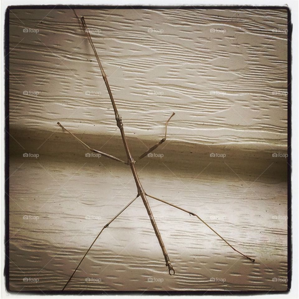Walking Stick