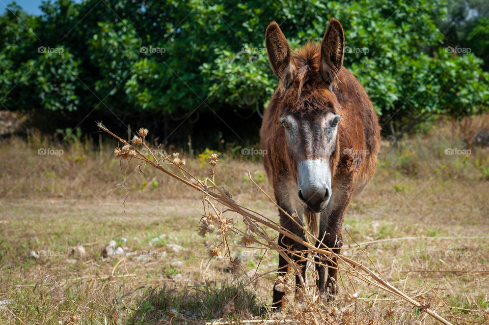 Donkey. Equus asinus.