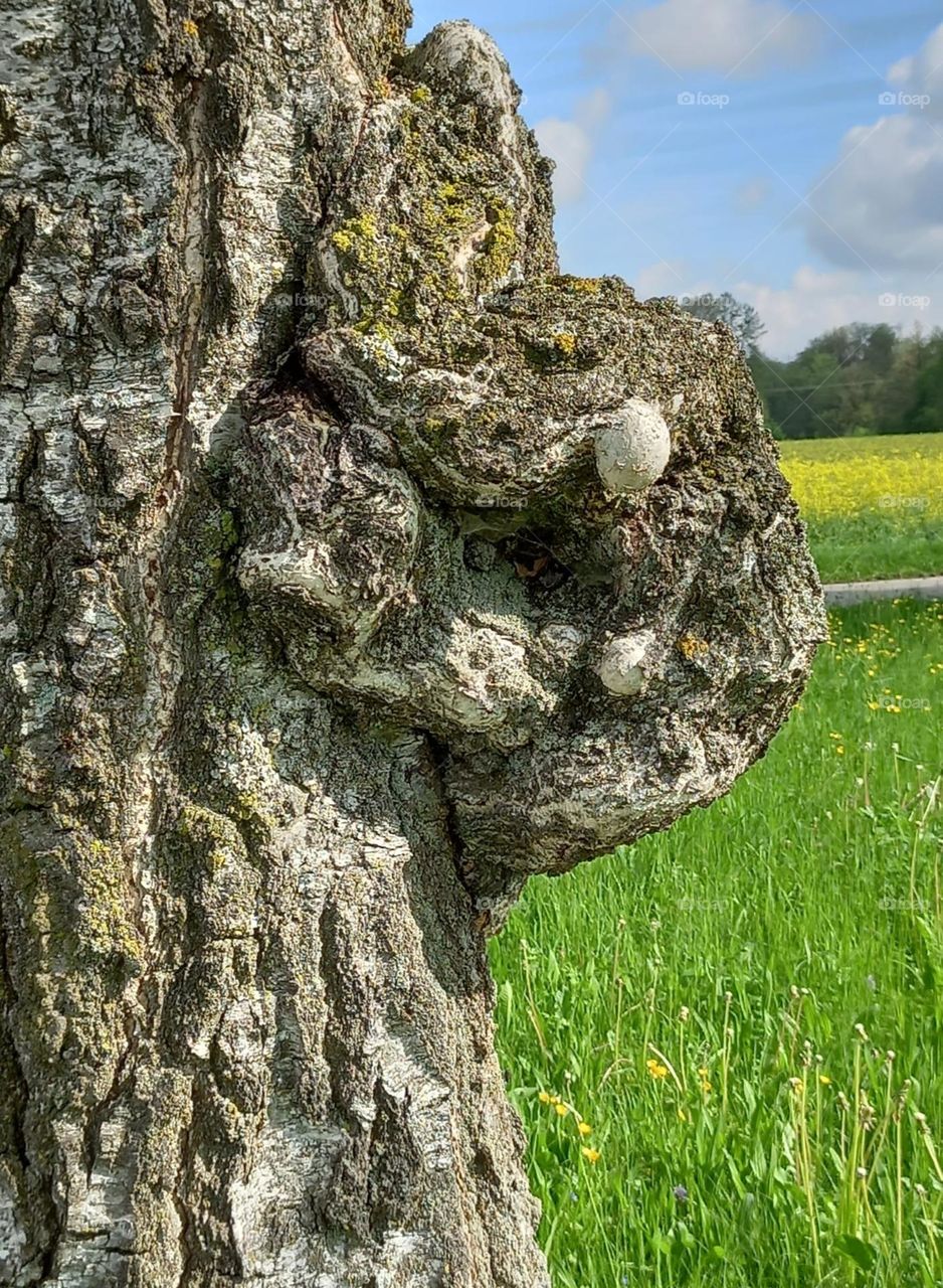 Knotty Tree Trunk in Bavarian Meadow