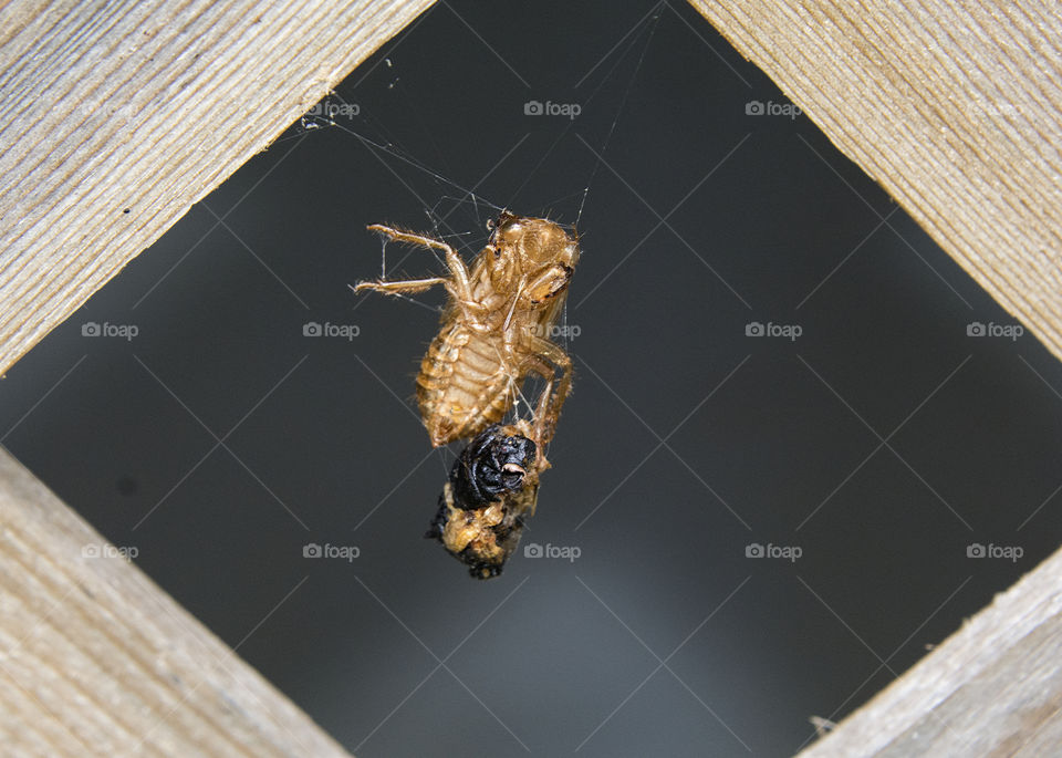 Shell from a seventeen year cicada hanging on a spider web