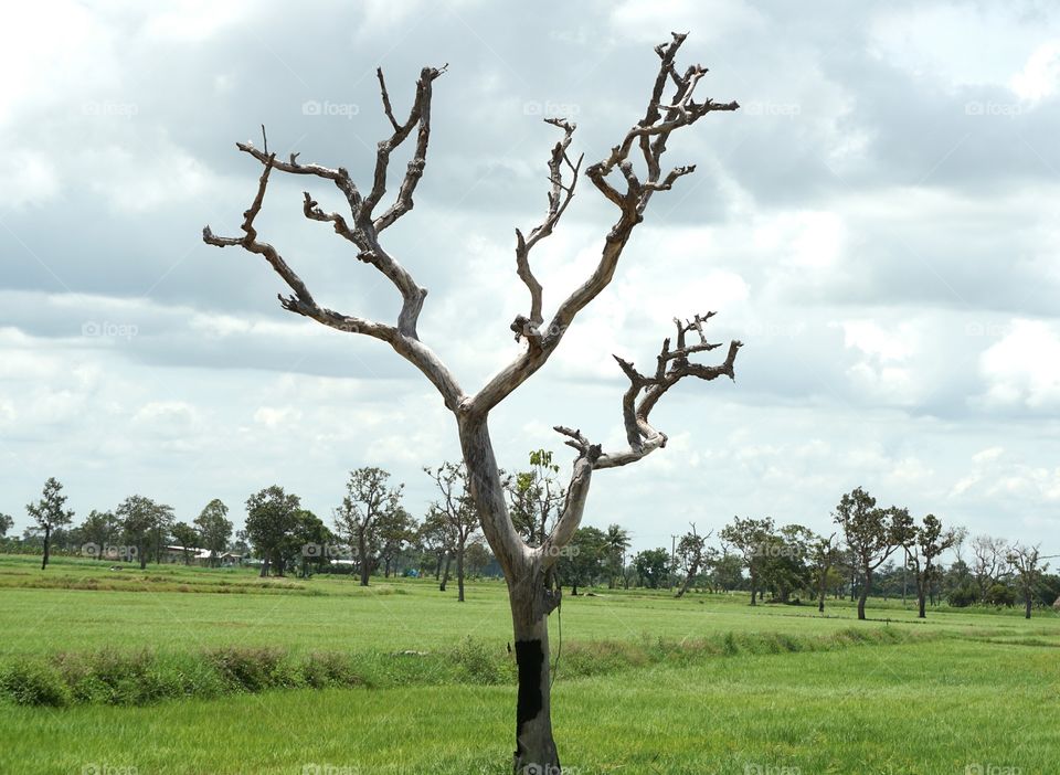 Dead trees in the fields