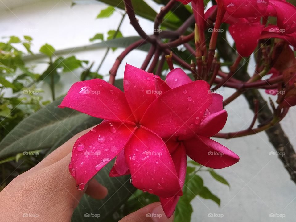 frangipani