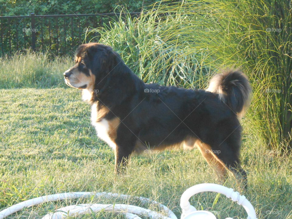 Walter Tibetan Mastiff on guard