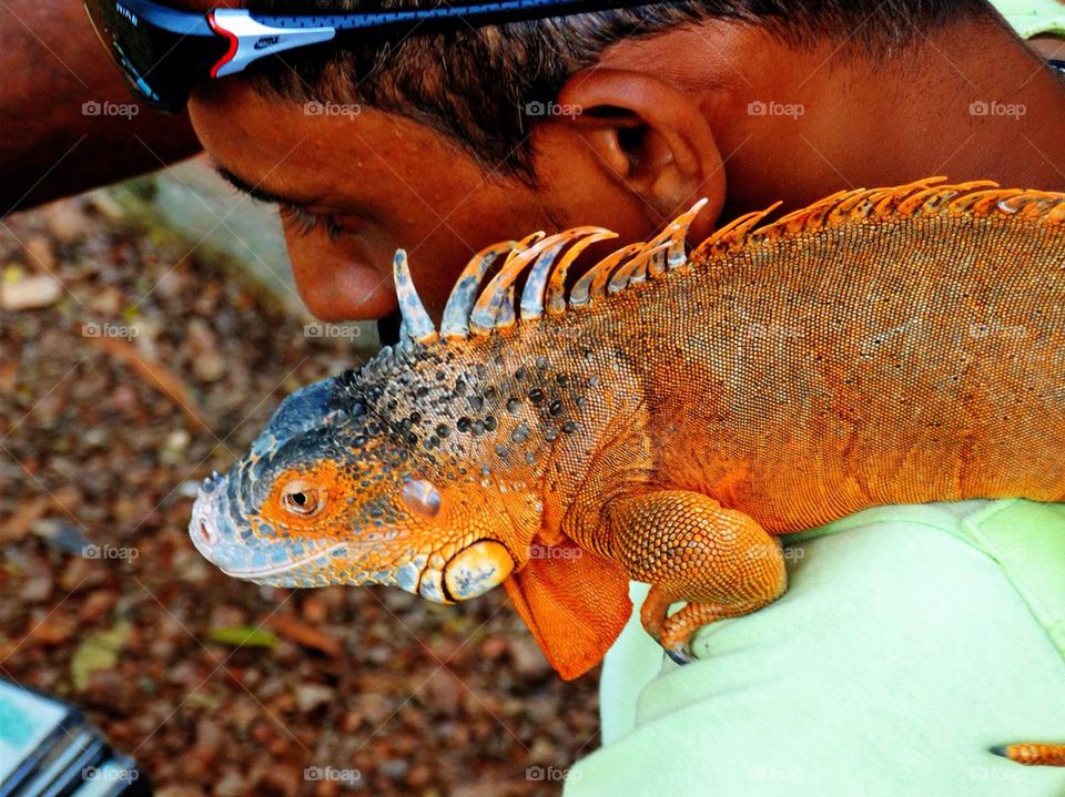 An orange iguana