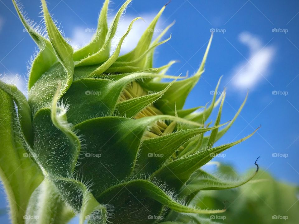 A sunflower beginning to bloom under a sunny blue sky 