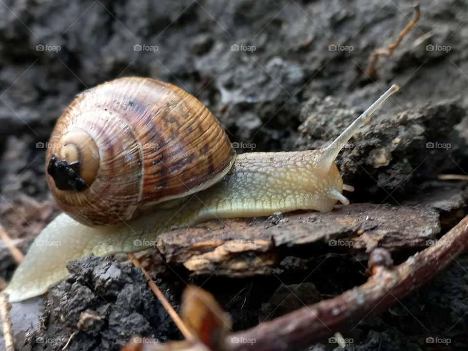 bottom up view, snail crawling on the ground.