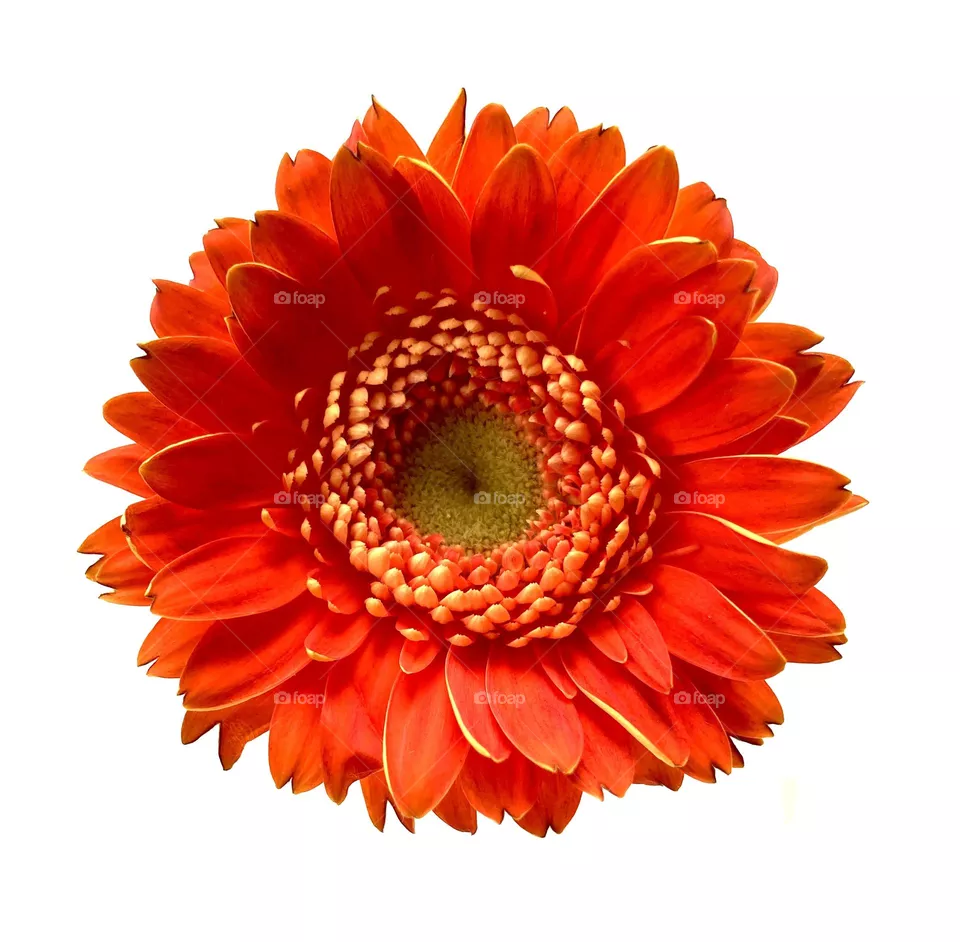 Solo Barberton Daisy longing for spring.