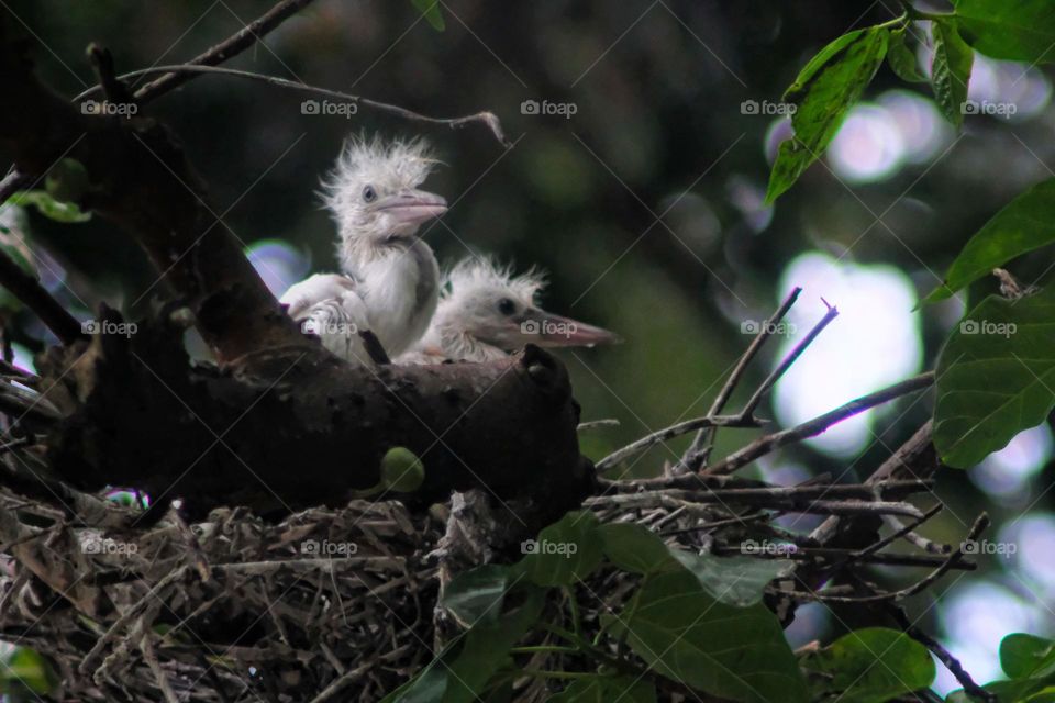 baby yeung blue white herons