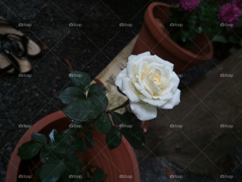 White rose Home