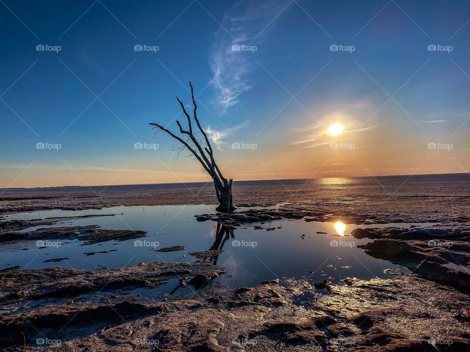 Lonely tree at sunset 