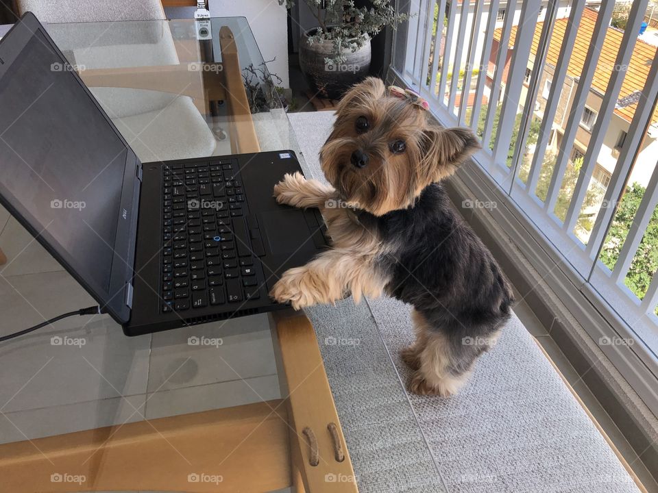 Home office work dog