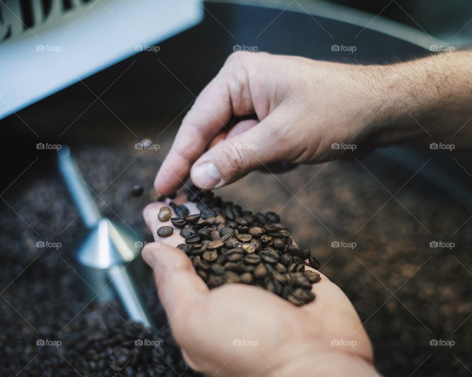 Man picking coffee beans. 