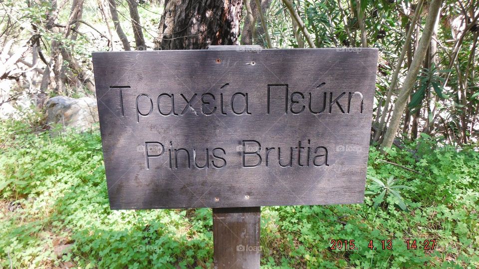 Pinus Brutia