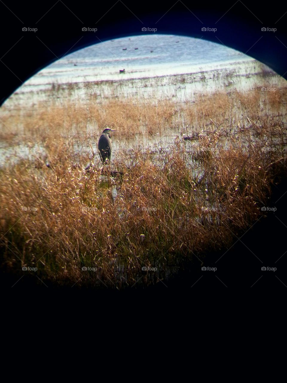 Heron through binocular lense