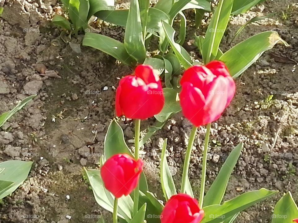 tulipki