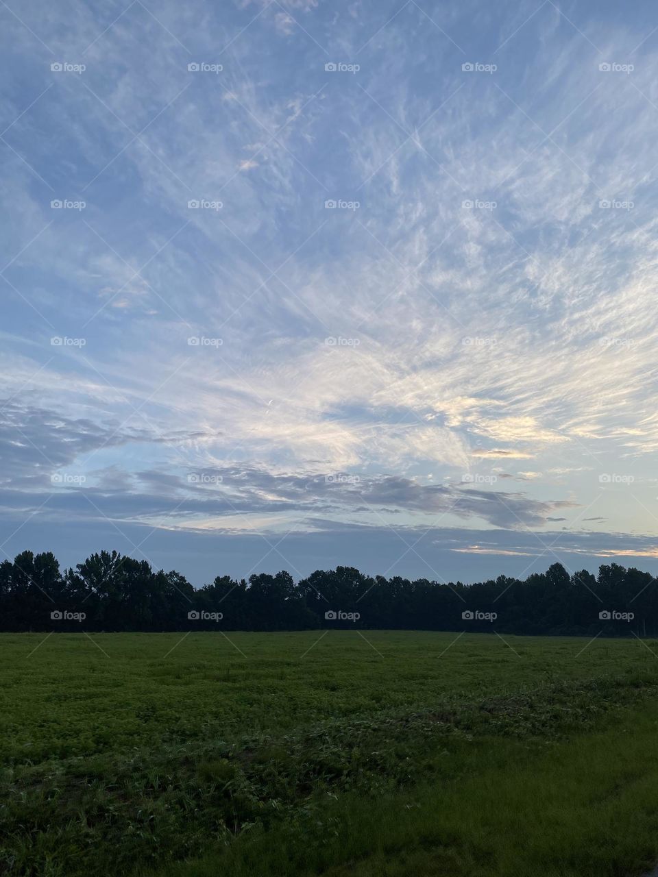 Field of green and sky of blue 