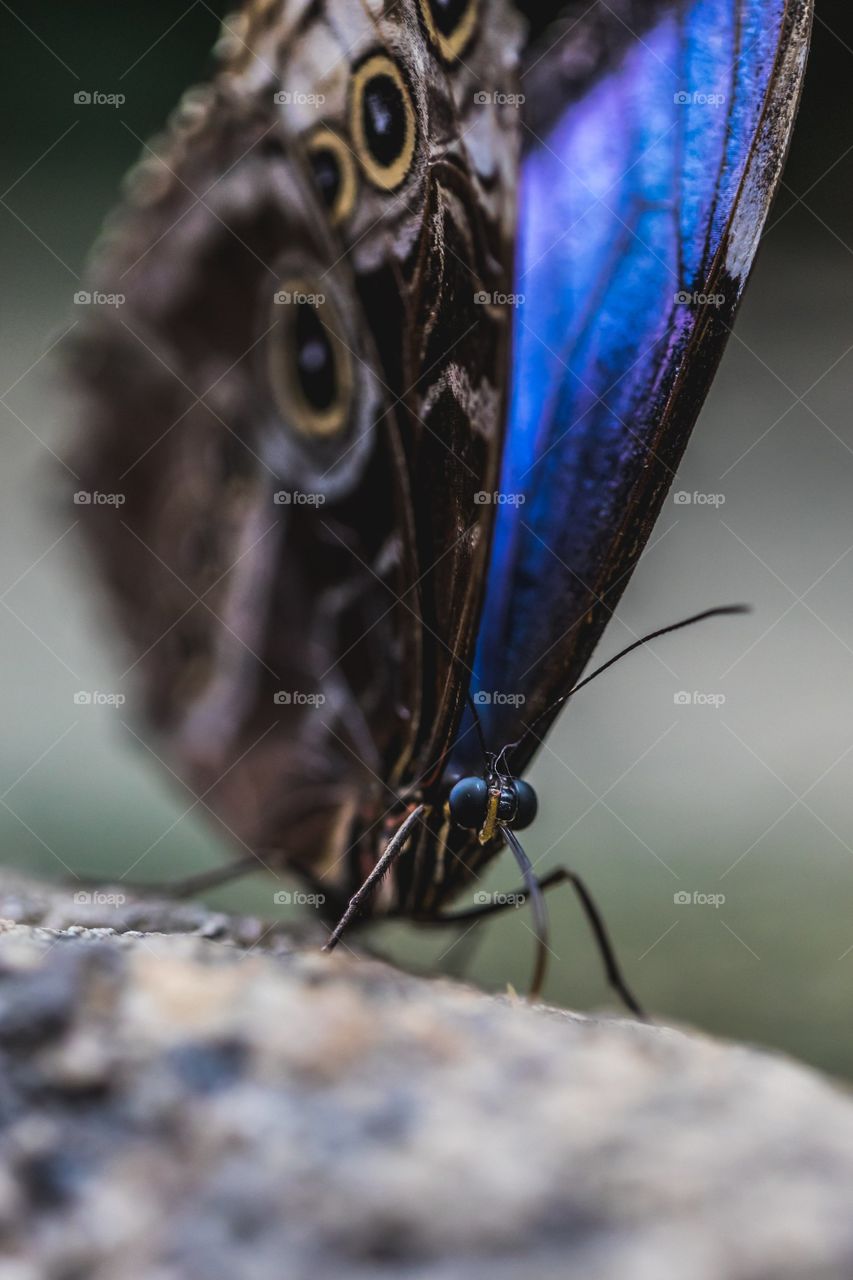 beautiful butterfly in forest captured in camera. 🦋