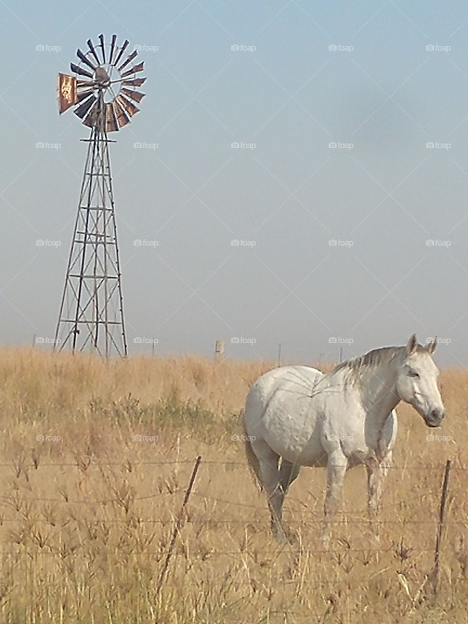 Inquisitive white horse ambles closer hoping for a tidbit against a dry winter grass background accentuated by the secondary windmill focal point.