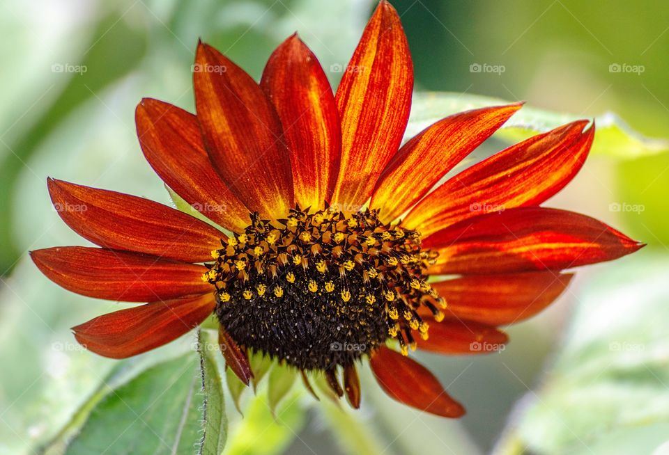 Redding orange sunflower closeup