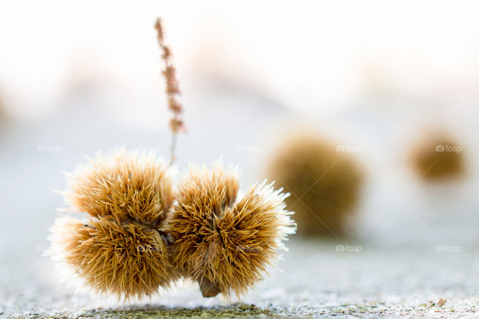 Chestnuts Lying On The Ground
