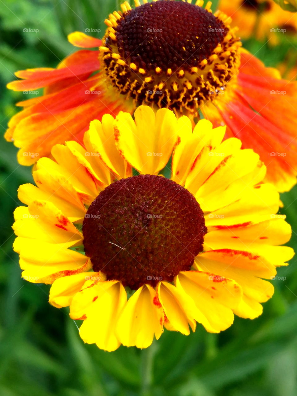 Yellow Flowers