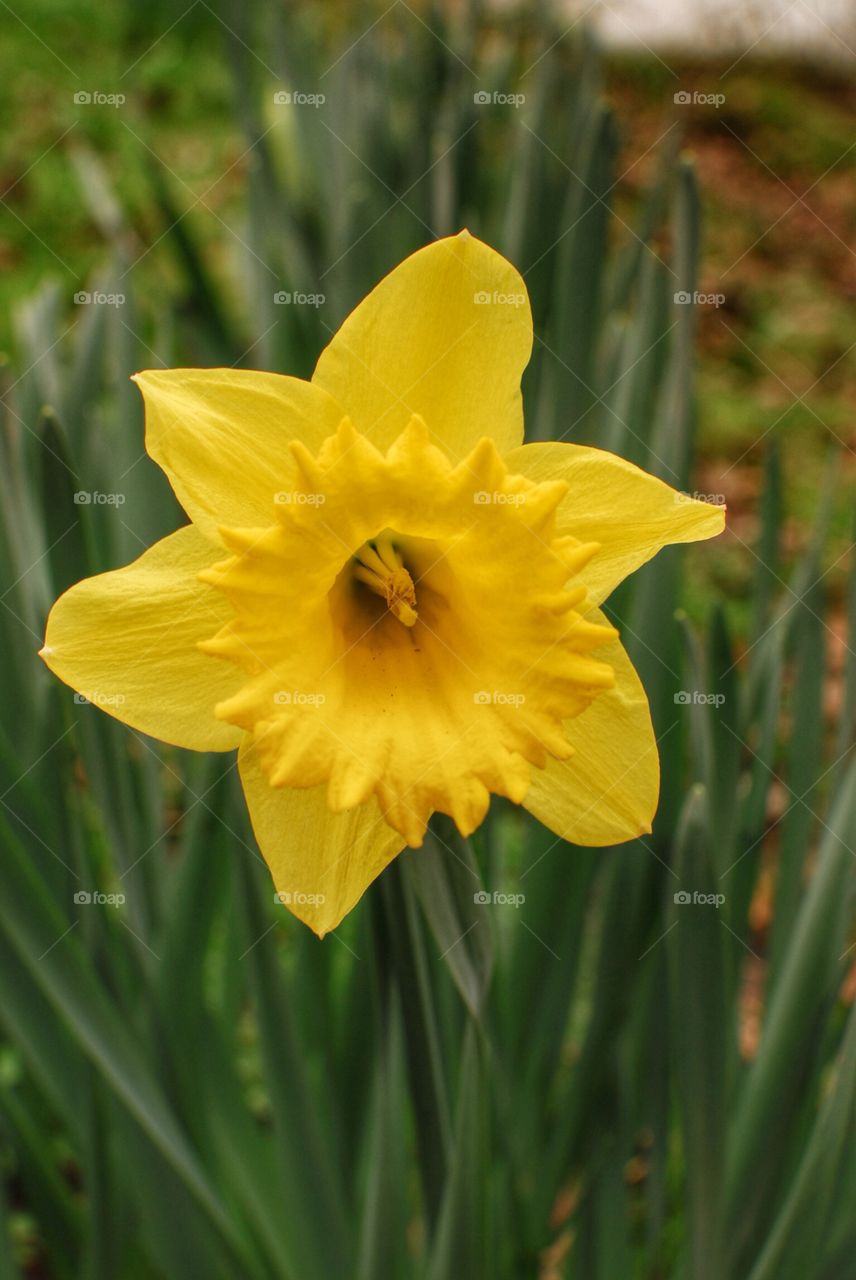 Close-up of yellow flower blooming