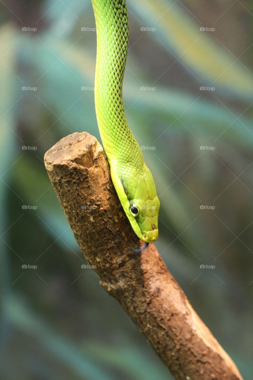 Tropical snake