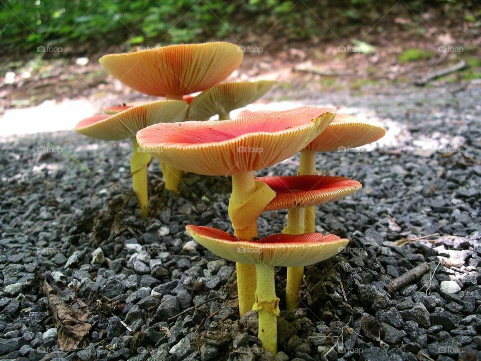 mushrooms