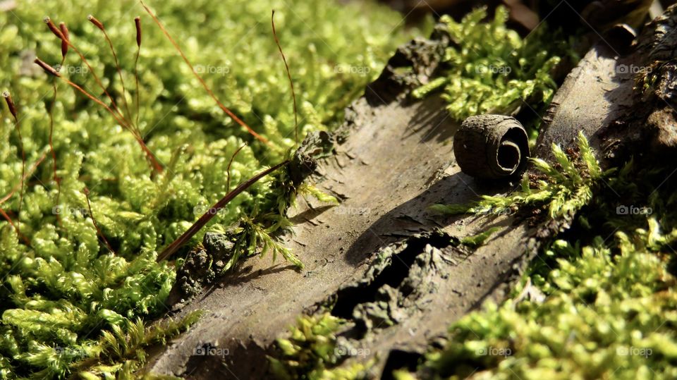Swiss Forest Moss Dägimoos 