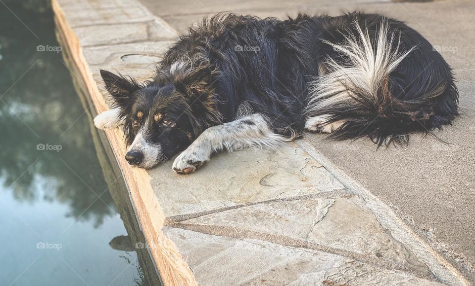 Black and white border collie lying next to a swimming pool 