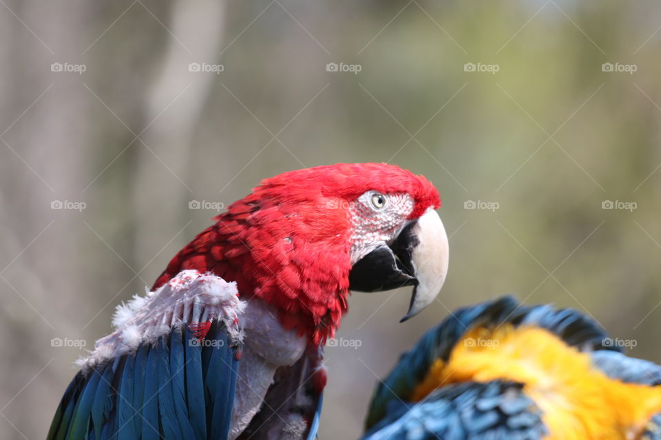 Amazon Parrot Red White and blue