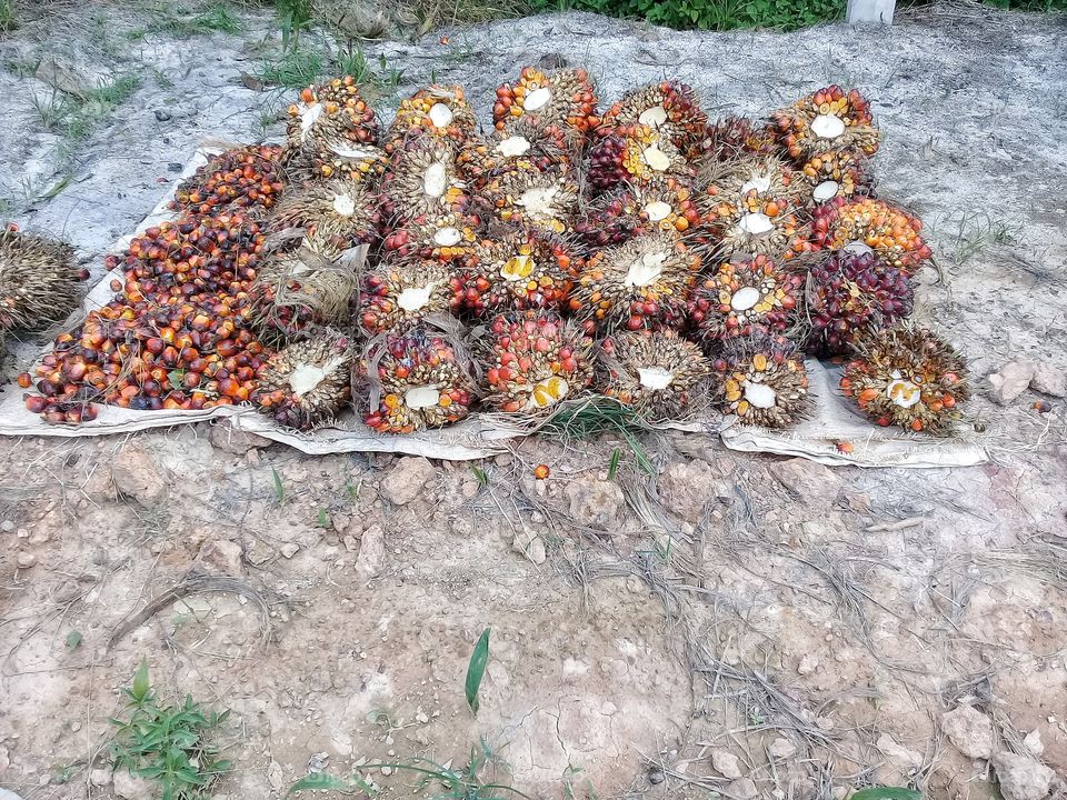 Palm fruit arrangement.Ripe palm fruit which is processed in the factory into palm oil is processed again into various products