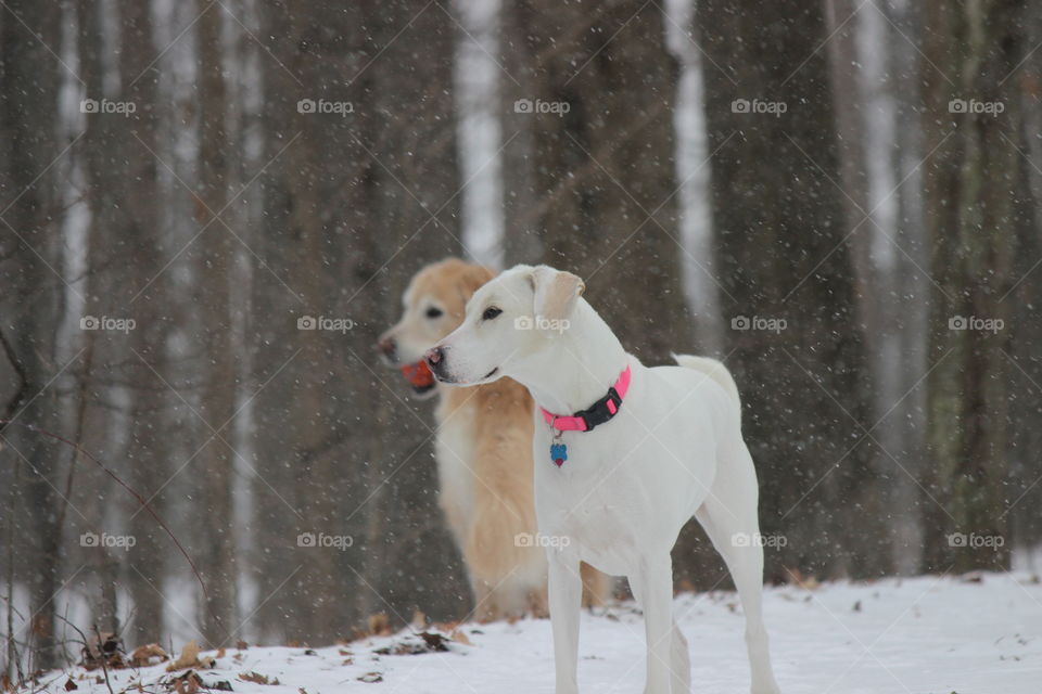our golden retriever Kaci and adopted mutt Elle watching a truck go by on a snowy winter day