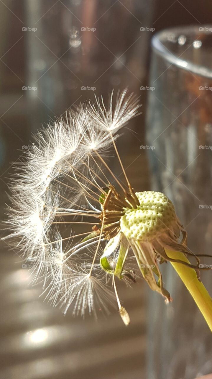 Dandelion wishes